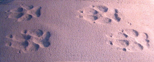 Coyote Paw Prints