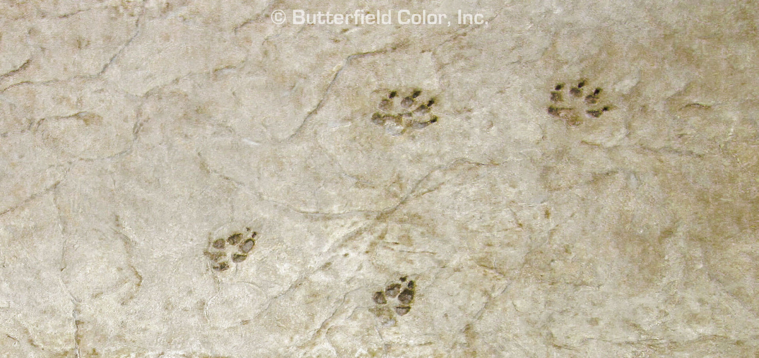 Gray Wolf Paw Prints